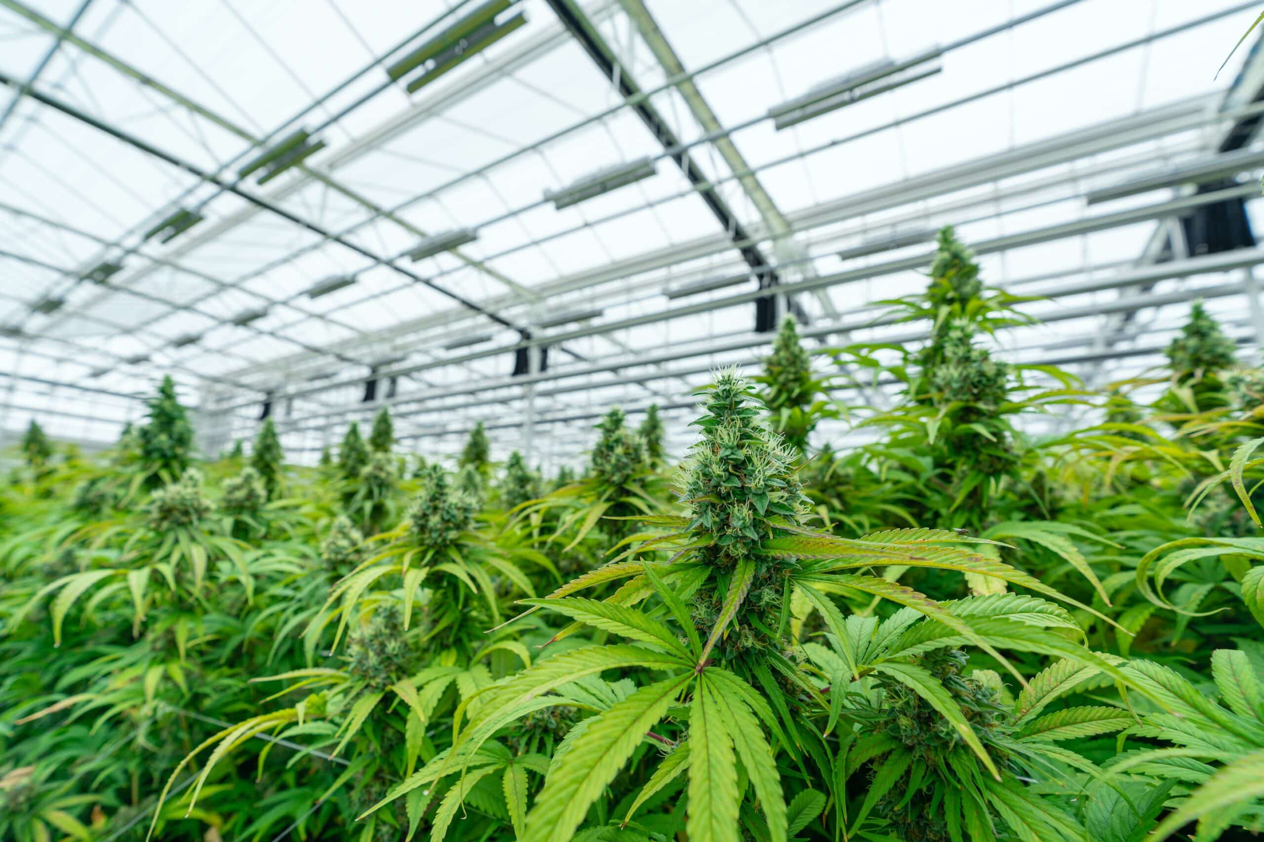cannabis in grow room