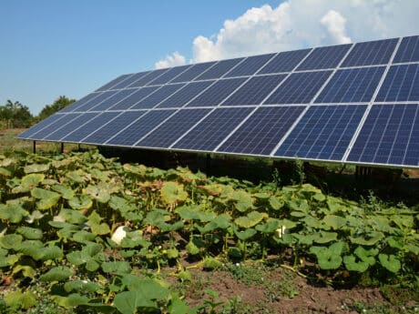 off grid solar panel above a kitchen garden